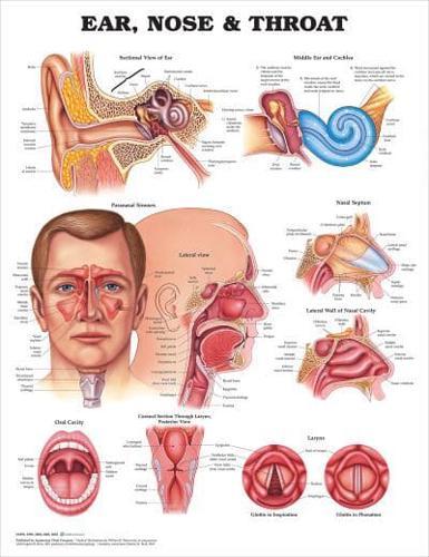 Ear, Nose and Throat Anatomical Chart                                                                                                                 <br><span class="capt-avtor"> By:William B. Westwood                               </span><br><span class="capt-pari"> Eur:24,37 Мкд:1499</span>